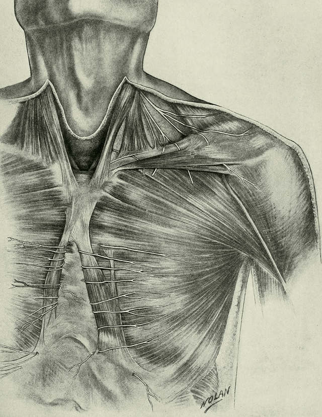 Ornamental illustration of musculature in the male chest, neck, and left arm.