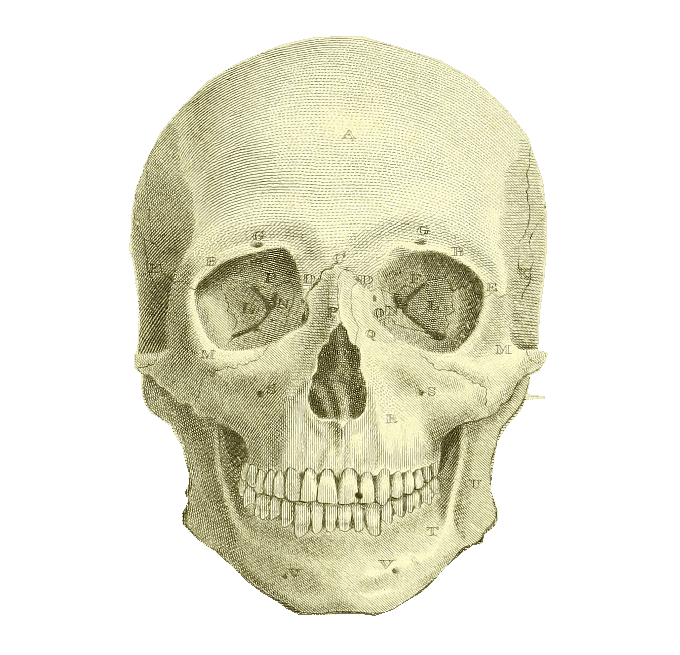 Drawing of a human skull, seen from the front. :ornament