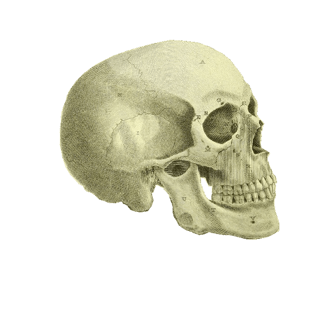 Ornamental illustration of a skull :ornament 