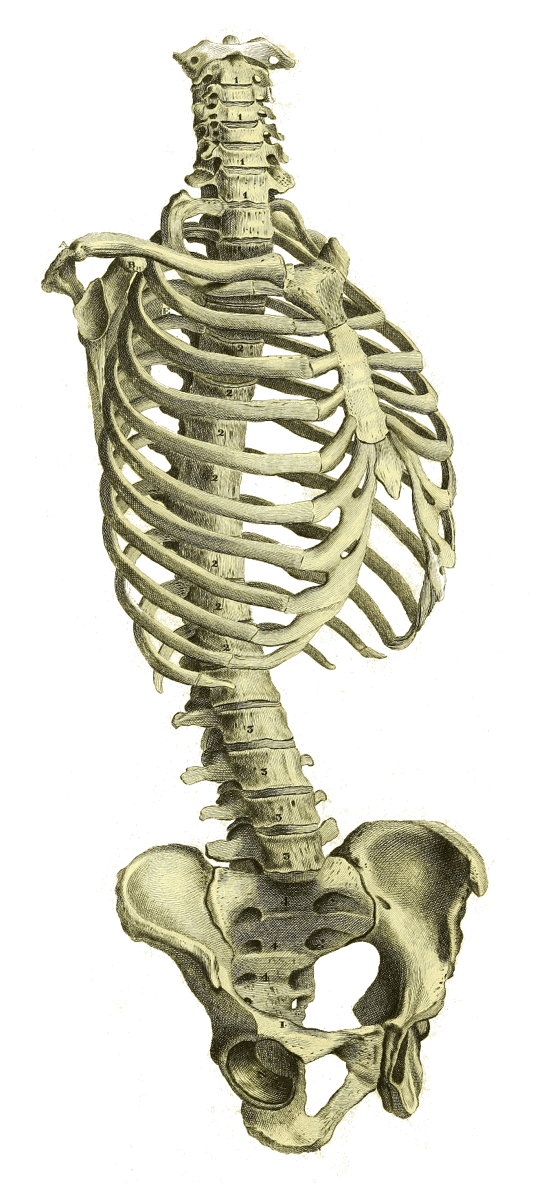 Ornamental illustration of the bones in the human midsection.