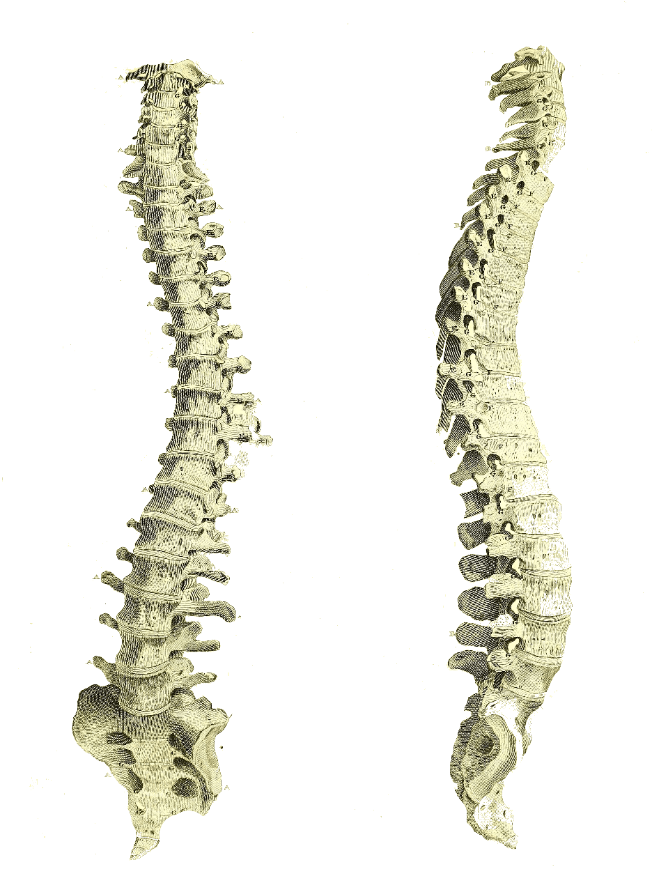 Illustrations of human vertebrae, one from the front and one from the side.
