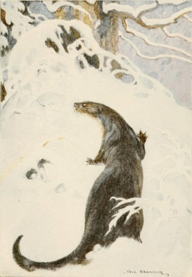 Otter makes his way over a snowdrift